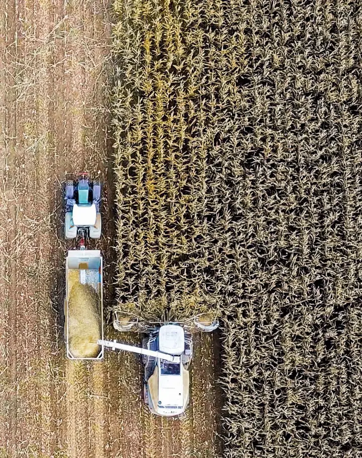 Raccolta del mais dall’alto: trinciatrice e carri di trasporto in campo
